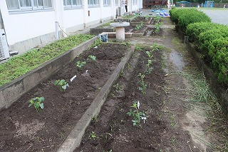 0527vegetable2nd14